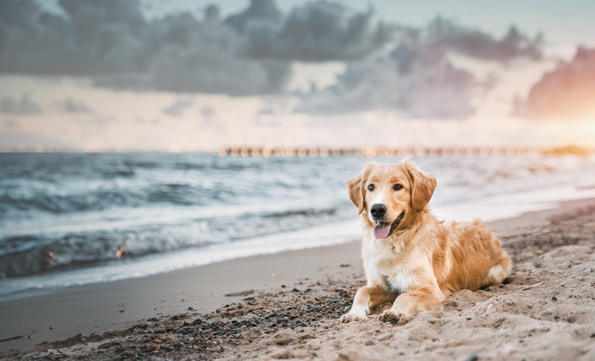 Veterinary Clinic in Huntington Beach Mobile